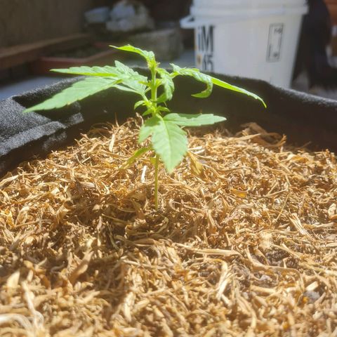Auto Northern Lights 2 - In Braza growlog timeline photo