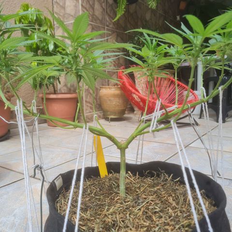 Gorilla Cookies - Zé seeds growlog timeline photo