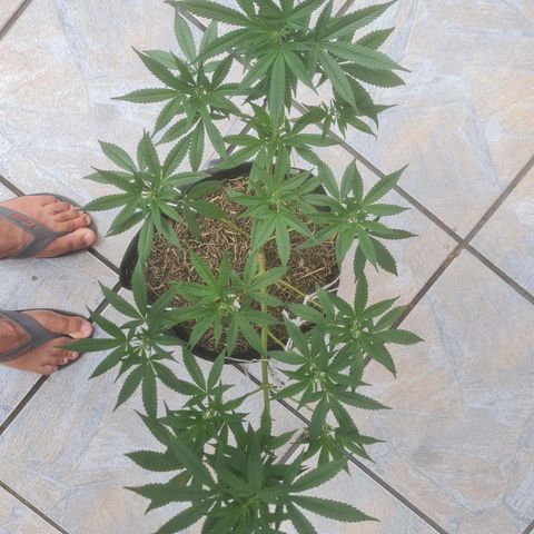 Gorilla Cookies - Zé seeds growlog timeline photo