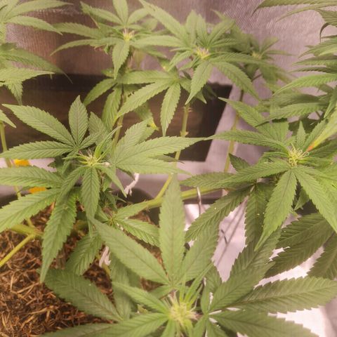 Gorilla Cookies - Zé seeds growlog timeline photo