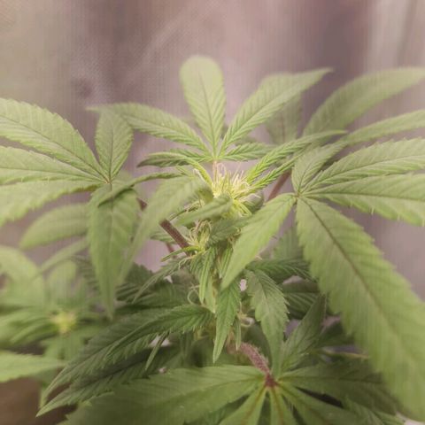Gorilla Cookies - Zé seeds growlog timeline photo