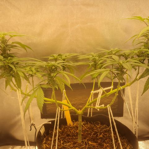 Gorilla Cookies - Zé seeds growlog timeline photo