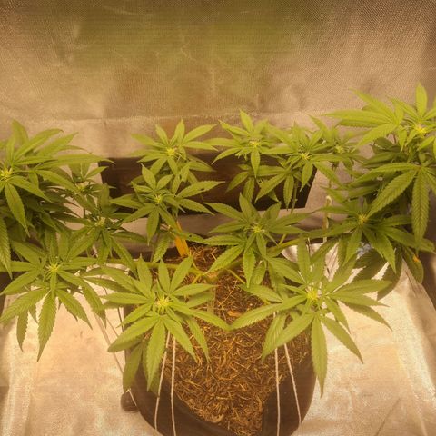 Gorilla Cookies - Zé seeds growlog timeline photo
