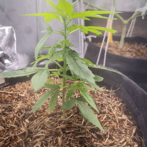 Auto Northern Lights 2 - In Braza growlog timeline photo