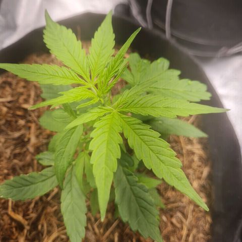 Auto Northern Lights 2 - In Braza growlog timeline photo