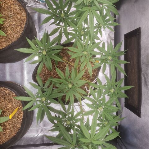 Gorilla Cookies - Zé seeds growlog timeline photo