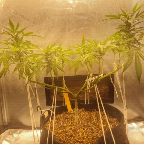 Gorilla Cookies - Zé seeds growlog timeline photo