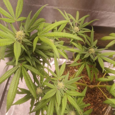 Gorilla Cookies - Zé seeds growlog timeline photo