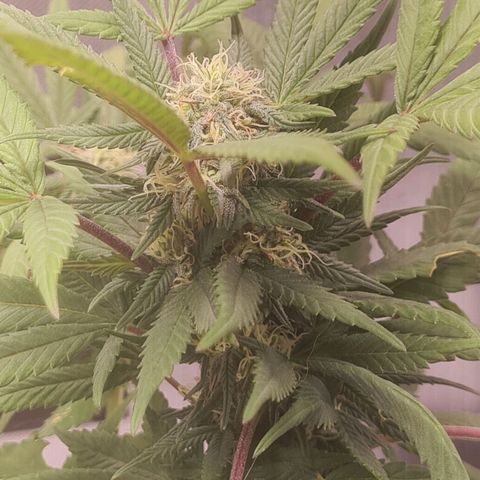 Gorilla Cookies - Zé seeds growlog timeline photo