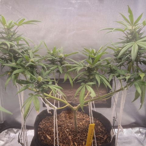 Gorilla Cookies - Zé seeds growlog timeline photo