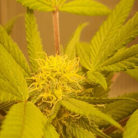 Gorilla Cookies - Zé seeds growlog timeline photo