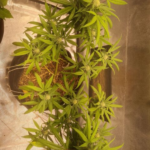 Gorilla Cookies - Zé seeds growlog timeline photo