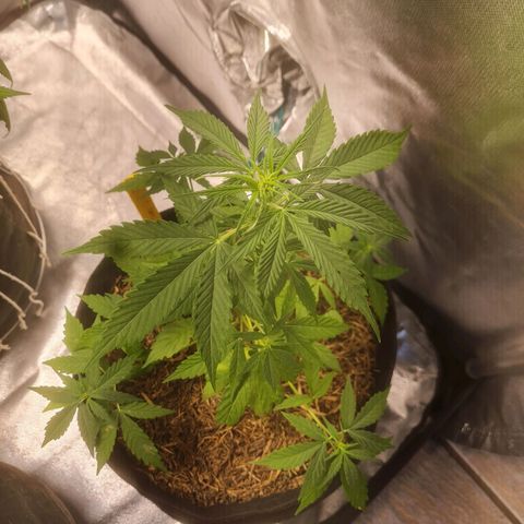Auto Northern Lights 2 - In Braza growlog timeline photo