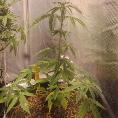 Auto Northern Lights 2 - In Braza growlog timeline photo