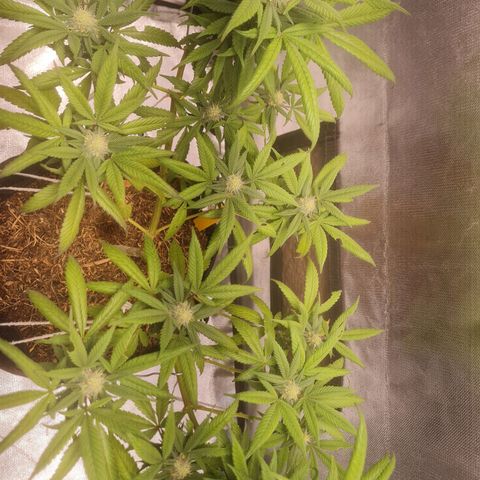 Gorilla Cookies - Zé seeds growlog timeline photo