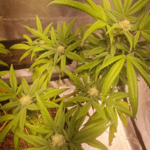 Gorilla Cookies - Zé seeds growlog timeline photo