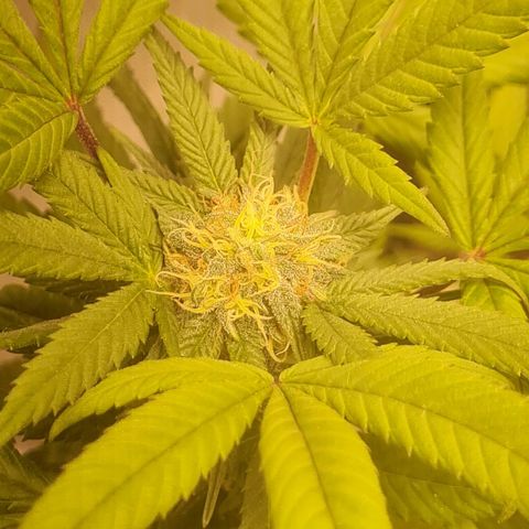 Gorilla Cookies - Zé seeds growlog timeline photo