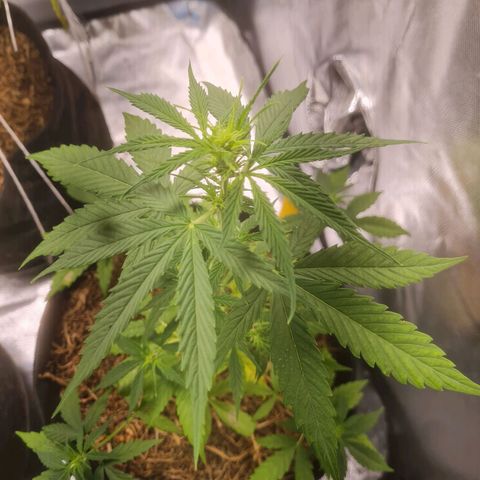 Auto Northern Lights 2 - In Braza growlog timeline photo