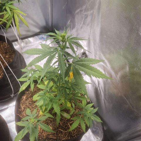 Auto Northern Lights 2 - In Braza growlog timeline photo