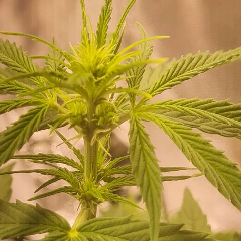Auto Northern Lights 2 - In Braza growlog timeline photo