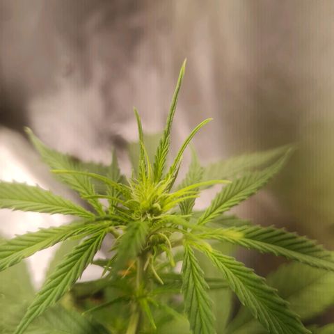 Auto Northern Lights 2 - In Braza growlog timeline photo