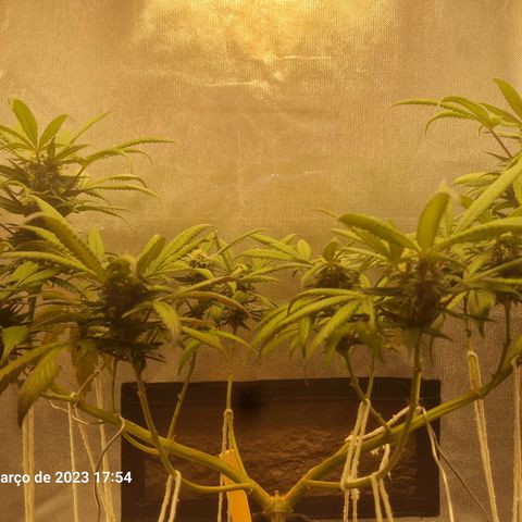 Gorilla Cookies - Zé seeds growlog timeline photo