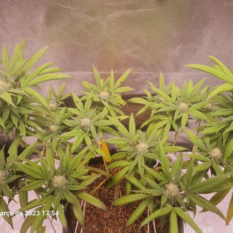 Gorilla Cookies - Zé seeds growlog timeline photo