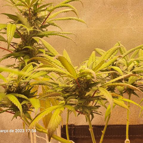 Gorilla Cookies - Zé seeds growlog timeline photo