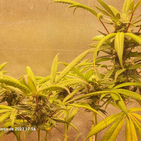 Gorilla Cookies - Zé seeds growlog timeline photo