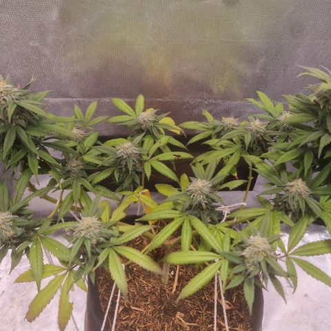 Gorilla Cookies - Zé seeds growlog timeline photo