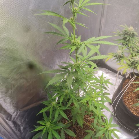 Auto Northern Lights 2 - In Braza growlog timeline photo