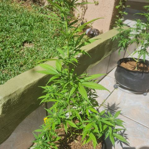 Auto Northern Lights 2 - In Braza growlog photo: 2 semanas de flora completas