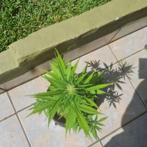 Auto Northern Lights 2 - In Braza growlog photo: 2 semanas de flora completas