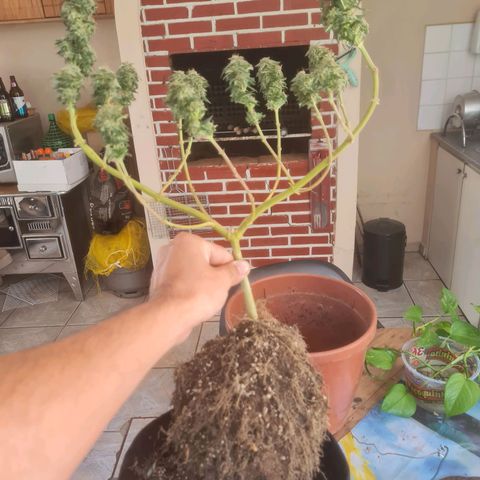 Gorilla Cookies - Zé seeds growlog photo: Foi colocado uma lona pra tapar o sol na sala de secagem
