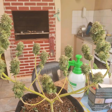 Gorilla Cookies - Zé seeds growlog photo: Foi colocado uma lona pra tapar o sol na sala de secagem