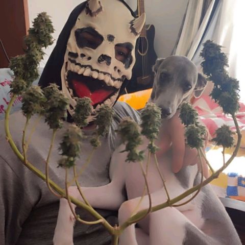 Gorilla Cookies - Zé seeds growlog photo: Foi colocado uma lona pra tapar o sol na sala de secagem