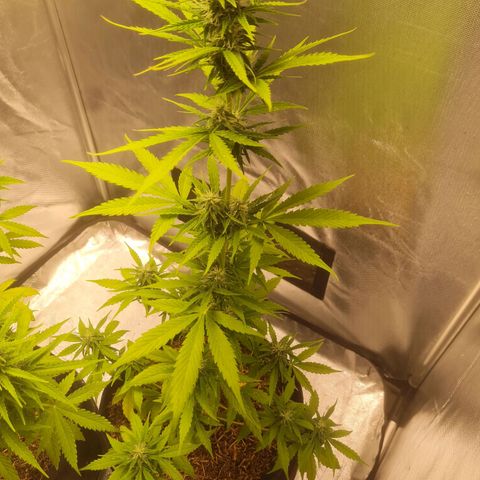 Auto Northern Lights 2 - In Braza growlog timeline photo