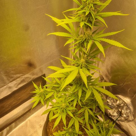Auto Northern Lights 2 - In Braza growlog timeline photo