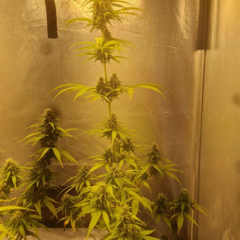 Auto Northern Lights 2 - In Braza growlog timeline photo