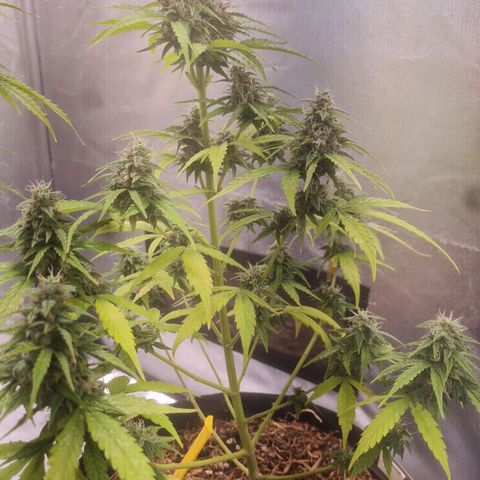 Auto Northern Lights 2 - In Braza growlog timeline photo