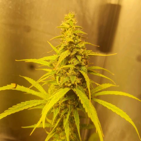 Auto Northern Lights 2 - In Braza growlog timeline photo