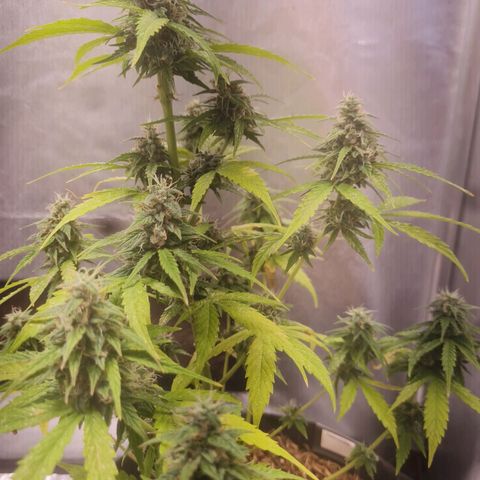 Auto Northern Lights 2 - In Braza growlog timeline photo