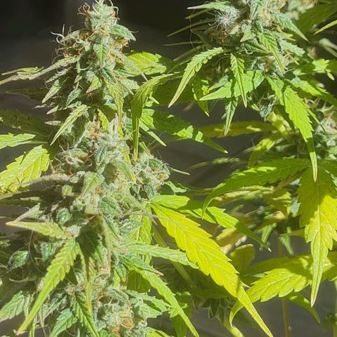 Auto Northern Lights 2 - In Braza growlog timeline photo