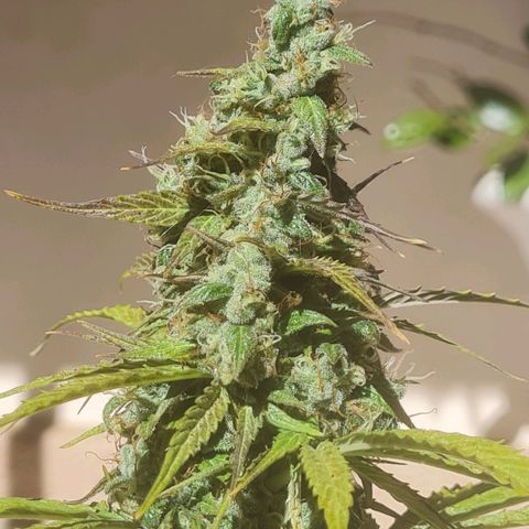 Auto Northern Lights 2 - In Braza growlog timeline photo