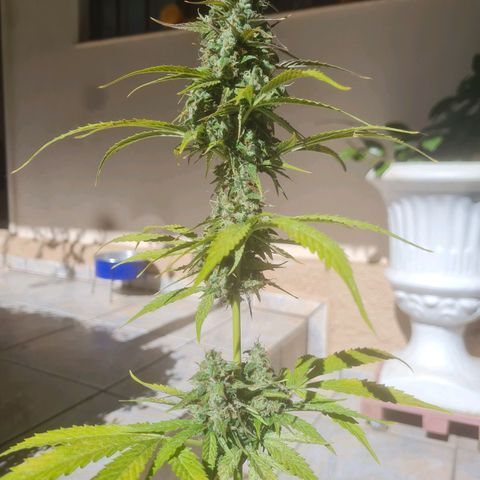 Auto Northern Lights 2 - In Braza growlog timeline photo
