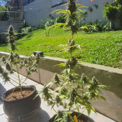 Auto Northern Lights 2 - In Braza growlog timeline photo