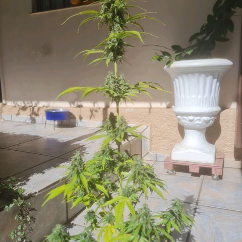 Auto Northern Lights 2 - In Braza growlog timeline photo