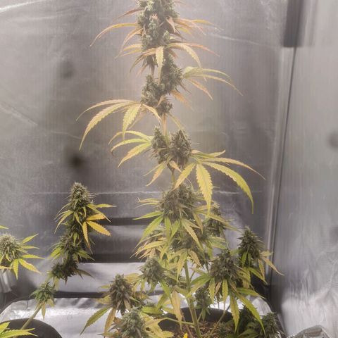 Auto Northern Lights 2 - In Braza growlog timeline photo