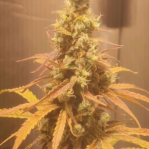 Auto Northern Lights 2 - In Braza growlog timeline photo