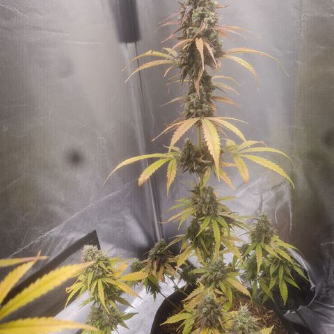 Auto Northern Lights 2 - In Braza growlog timeline photo